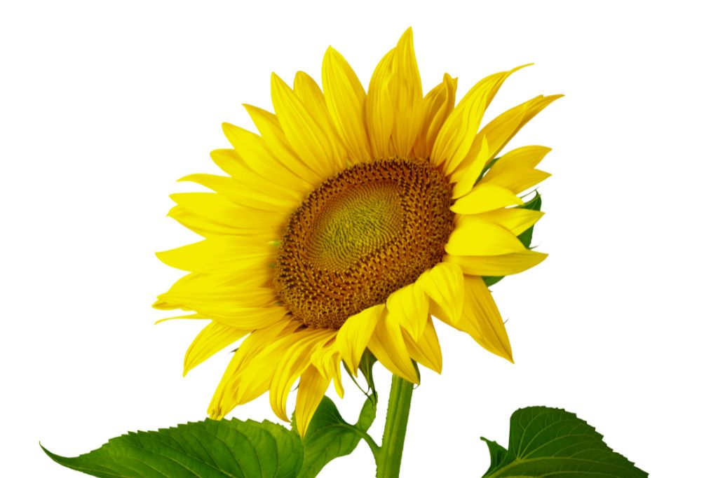 sunflower on a white background