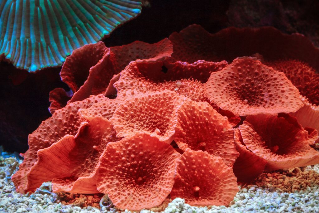 Everything you should know about Red Coral