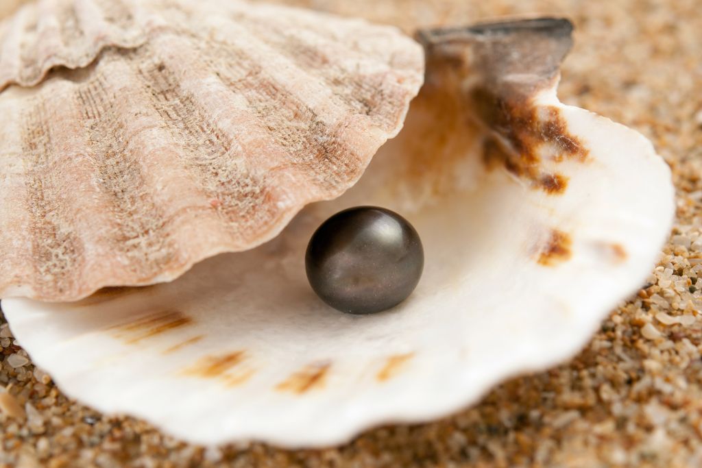 Moon Scallop  The Shell Connection